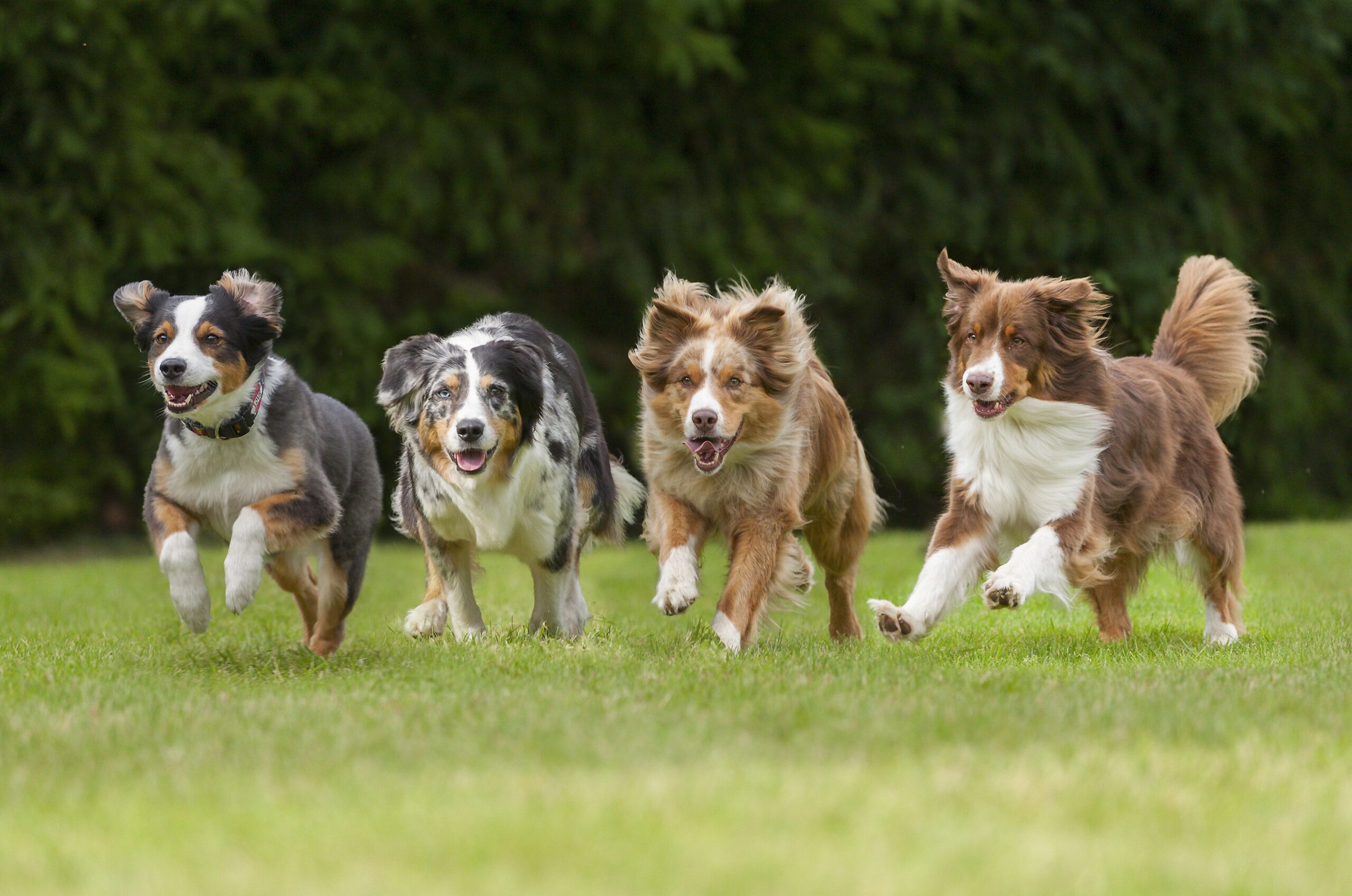 10 of the Most Energetic Dogs for Fitness Fanatic Owners