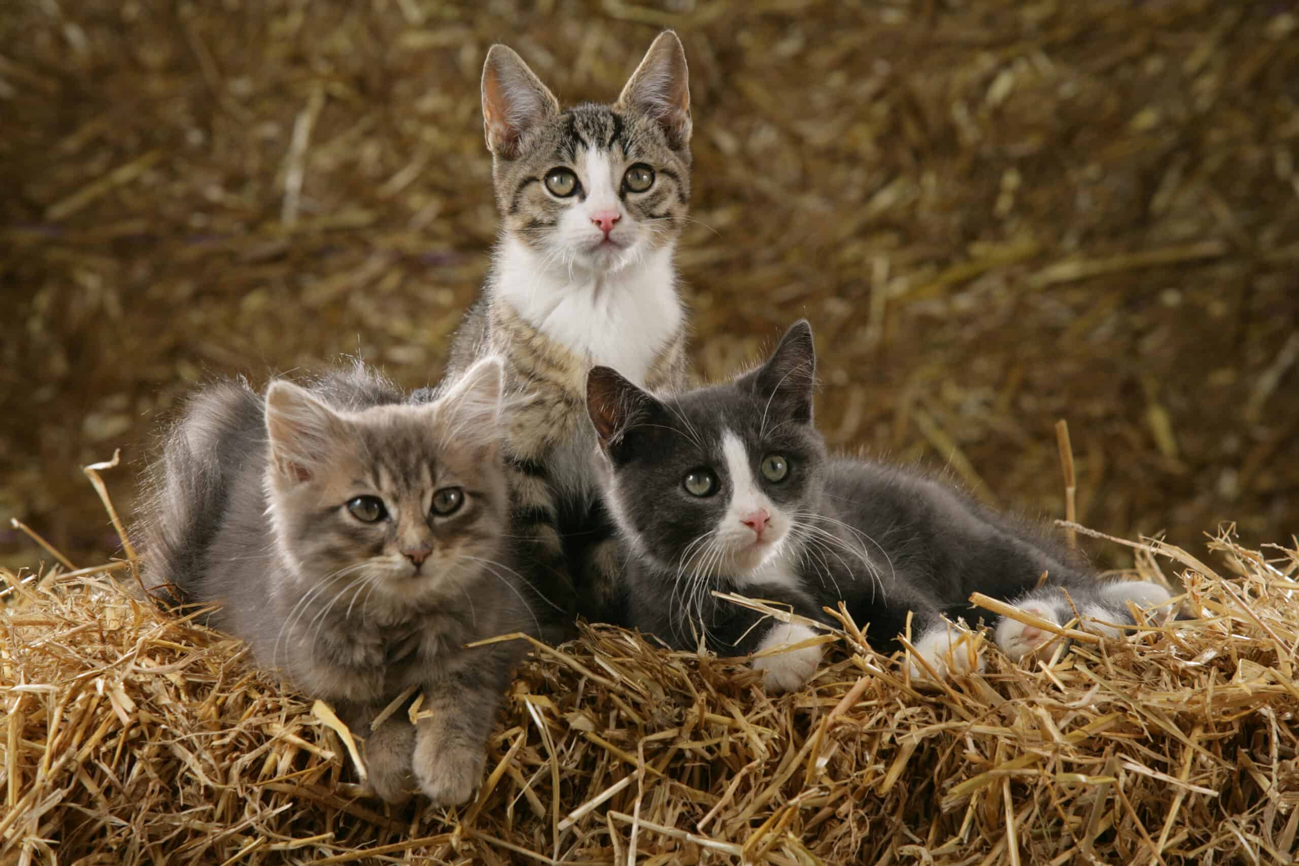 Adopting a Farm or Barn Cat? Here’s What to Expect