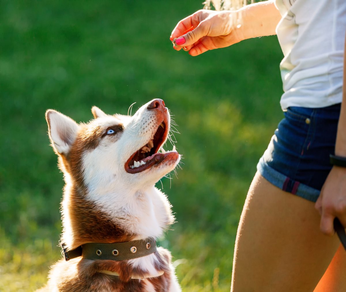 Top Easiest Dogs to Train